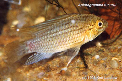 Apistogramma tucurui
